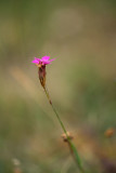 ND5_7936F kartuizer anjer (Dianthus carthusianorum, Carthusian pink).jpg