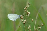 ND5_7521F boswitje (Leptidea sinapis, Wood white).jpg