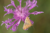 ND5_7817F weegbreemot (Pyrausta despicata, Straw-barred pearl).jpg