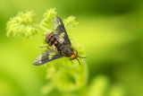 ND5_8271F goudoogdaas (Chrysops relictus, Twin-lobed deerfly).jpg