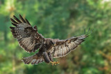 ND5_8688F buizerd (Buteo buteo, Buzzard).jpg