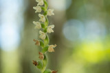 ND5_9794F dennenorchis (Goodyera repens, Creeping lady's-tresses).jpg