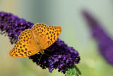 ND5_7991F keizersmantel (Argynnis paphia, Silver-washed Fritillary).jpg