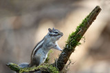 ND5_1349F Siberische grondeekhoorn (Tamias sibiricus, Siberian chipmunk).jpg