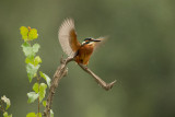 ND5_1912F ijsvogel (Alcedo atthis, Kingfisher).jpg