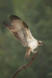 HBN hutnr. 6