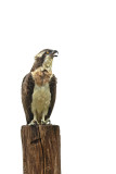 ND5_3390F visarend (Pandion haliaetus, Western osprey).jpg