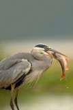 ND5_3669F blauwe reiger (Ardea cinerea, Grey heron) met ruisvoorn (Scardinius erythrophthalmus).jpg