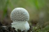 ND5_4213F panteramaniet (Amanita pantherina, Panther cap).jpg