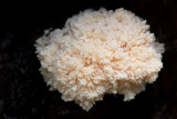 ND5_4769F pruikzwam (Hericium erinaceus, Lions mane mushroom).jpg