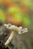 ND5_4798F grauwgroene hertenzwam (Pluteus salicinus, Knackers crumpet).jpg