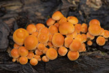 ND5_4911F gewone zwavelkop (Hypholoma fasciculare, Sulphur Tuft).jpg