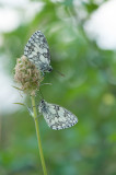 D4S_5641F dambordje (Melanargia galathea, Marbled White).jpg