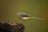 ND5_7332F grote gele kwikstaart (Motacilla cinerea, grey wagtail).jpg