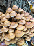 IMG_5278F stobbezwammetje (Kuehneromyces mutabilis, Sheathed woodtuft).jpg