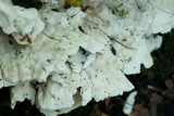 ND5_6658F rookzwam (Bjerkandera fumosa).jpg