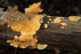 ND5_6594F gele kostzwam (Stereum hirsutum, False turkey tail).jpg