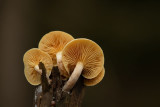 ND5_8126F dennenvlamhoed (Gymnopilus penetrans alias Gymnopilus sapineus, Scaly rustgill).jpg