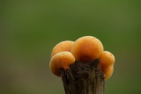 ND5_8135F dennenvlamhoed (Gymnopilus penetrans alias Gymnopilus sapineus, Scaly rustgill).jpg