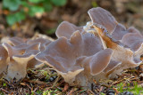 ND5_9313F stekeltrilzwam (Pseudohydnum gelatinosum, Toothed jelly fungus or False hedgehog mushroom).jpg