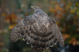ND5_0772F havik (Accipiter gentilis, Northern goshawk).jpg