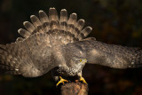 ND5_0976F havik (Accipiter gentilis, Northern goshawk).jpg