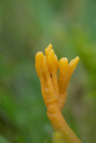 ND5_1471F sikkelkoraalzwam (Clavulinopsis corniculata, Meadow coral).jpg