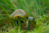 ND5_1647F papegaaizwammetje (Hygrocybe psittacina, Parrot Toadstool or Parrot Waxcap).jpg