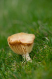 ND5_2356F weidewasplaat (Hygrocybe pratensis, Meadow waxcap).jpg
