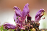 D4S_3082F paarse schubwortel (Lathraea clandestina, Purple toothwort).jpg