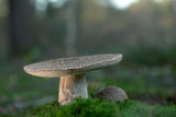 ND5_2230F parelamaniet (Amanita rubescens, European blusher).jpg