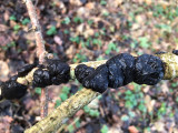 IMG_5838F eikentrilzwam (Exidia truncata, Black witches' butter or Black jelly roll or Warty jelly fungus).jpg