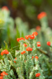 ND5_3318F rode heidelucifer (Cladonia floerkeana).jpg