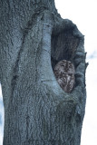 ND5_5108F bosuil (Strix aluco, Tawny owl or Brown owl).jpg