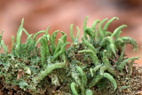 ND5_2539F smal bekermos (Cladonia coniocraea, Podetia grey-green).jpg