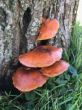IMG_6048F gewoon fluweelpootje sl (Flammulina velutipes sl, Velvet shank).jpg