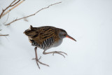 ND5_7143F waterral (Rallus aquaticus, Water rail).jpg