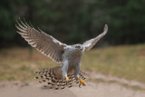 ND5_6397F havik (Accipiter gentilis, Northern goshawk).jpg
