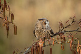 ND5_0899F ransuil (Asio otus, Long-Eared Owl).jpg