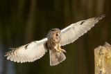 ND5_0466F ransuil (Asio otus, Long-Eared Owl).jpg