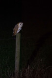 ND5_4641F kerkuil (Tyto alba, Barn owl).jpg