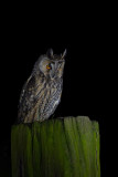 ND5_4711F ransuil (Asio otus, Long-Eared Owl).jpg