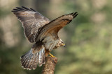 ND5_2845F buizerd (Buteo buteo, Buzzard).jpg