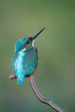 ND5_3655F ijsvogel (Alcedo atthis, Kingfisher).jpg