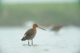 D4S_6871F grutto (Limosa Limosa, Black-tailed Godwit).jpg