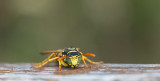 D40_4371F Franse veldwesp (Polistes dominula, European paper wasp).jpg