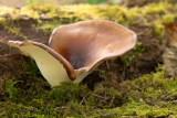 ND5_4318F peksteel (Polyporus badius).jpg