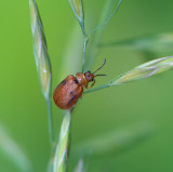 D40_5770F meidoornhaantje (Lochmaea crataegi).jpg