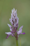 ND5_6153F soldaatje (Orchis militaris, Military orchid).jpg