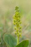 ND5_6452F grote keverorchis (Neottia ovata, Common twayblade).jpg